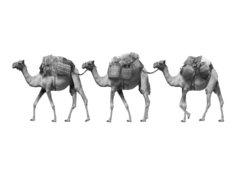 camels-moving